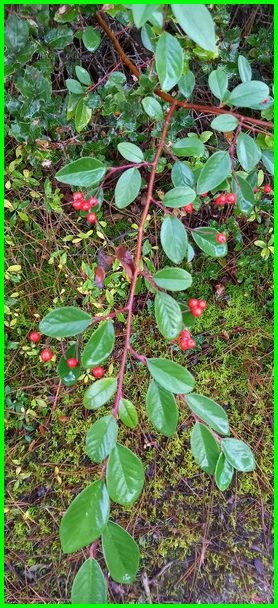 Les CP-CE1 explorent la forêt