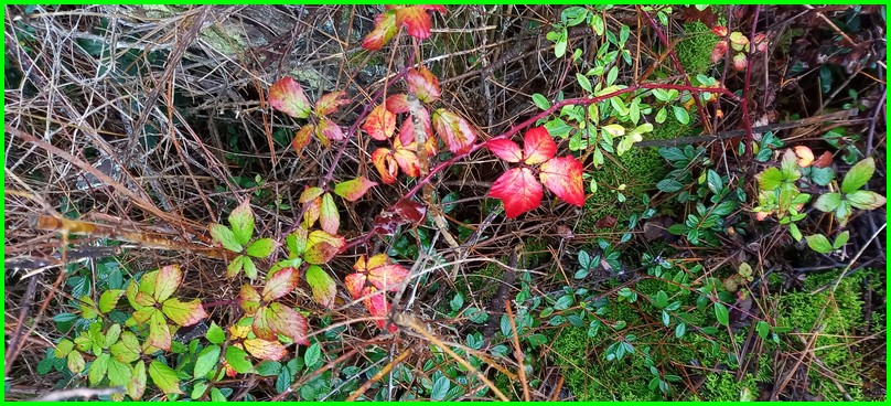 Les CP-CE1 explorent la forêt