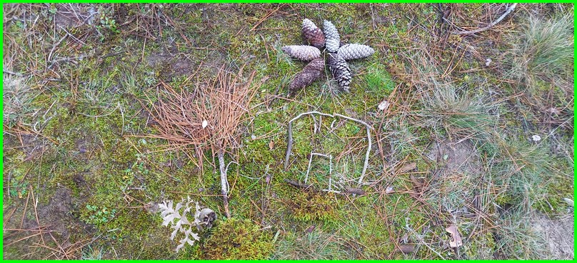 Les CP-CE1 explorent la forêt